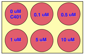 Plating schematic for irradiation assay. Each team should prepare one six-well plate from six communal cell populations pre-treated with C401 and then irradiated.