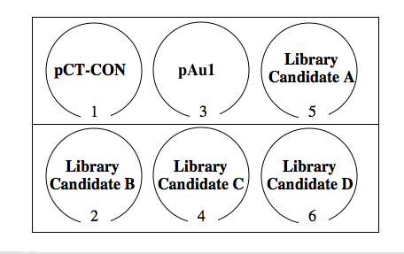 six well dish for rescreening library candidates