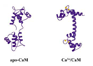 calmodulin's shape with (right) and without (left) Ca2+, from FEBS 2003