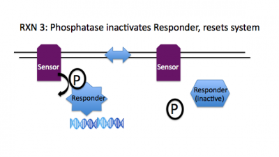Rxn3 Phosphatase.png