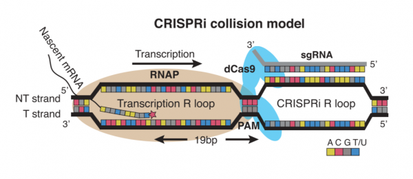 Fa20 M3D1 CRISPRi collision model.png