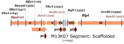 M13K07  map showing single cutters in gene II through III region