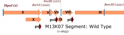 M13K07  map showing single cutters in gene II through III region