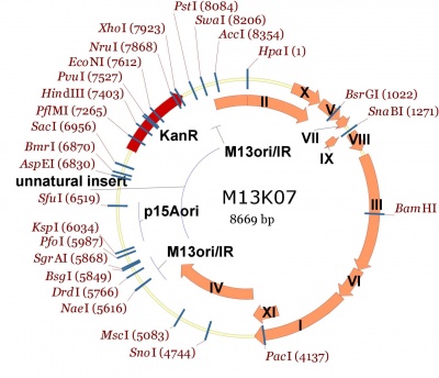 Entire M13K07 plasmid map showing single cutters