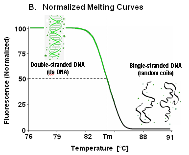 Normalized DNA melting curve.gif