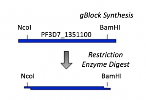 Fa20 M2D1 insert synthesis and digest .png