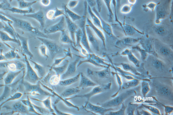 Fa19 20109 CHO cells.png
