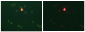 LIVE/DEAD® assay example. Cell viability was monitored using fluorescent dyes that differ in their cell permeance and nucleic acid affinity. Fluorescence emission in the green (left) and red (right) channels is shown for the same field of cells.