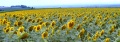 Sunflowers in France.jpg
