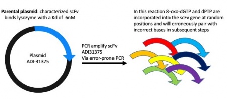 Sp21 PCR1.jpg