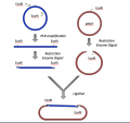 Sp16 M1D1 cloning schematiic.png