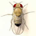 DrosophilaKopp.jpg