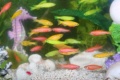 250px-GloFish.jpg